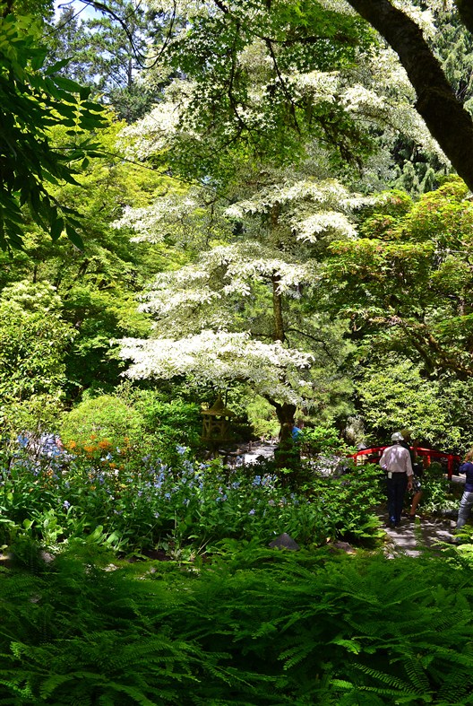 Inside the Japanese Garden